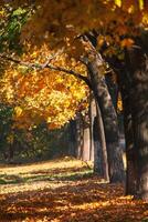 Beautiful autumn park with trees in yellow leaves photo