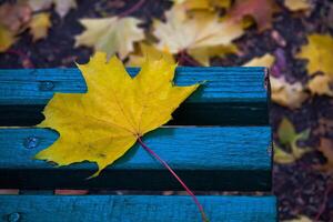 A single yellow autumn maple leaf on an old blue bench in a city park photo
