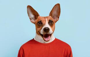 A dog with brown and white fur is smiling and looking directly at the camera. The dog is wearing a red shirt and is standing against a blue background. photo