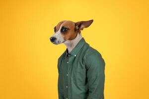 A dog with brown and white fur is wearing a green button-up shirt and standing in front of a yellow background. The dog's ears are perked up, and its head is tilted to the side photo