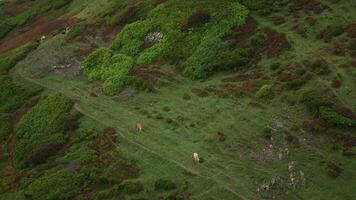 Aerial View of Green Hillside with Grazing Cows on a Remote Mountain Path Surrounded by Dense Shrubs video