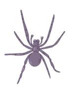 Hand drawn spider in flat style. Scary insect isolated on white background. Cute design for Halloween. Good for stickers, decoration vector