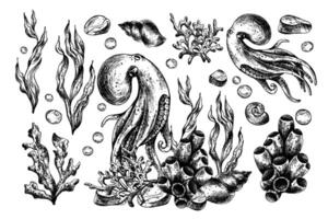 Underwater world clipart with sea animals octopus, shells, coral and algae. Graphic illustration hand drawn in black ink. Set of isolated objects EPS . vector