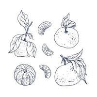 Orange tangerines with green branch and leaves, citrus tropical fruit, whole, peeled and slices. Graphic illustration hand drawn in black ink. Set of isolated objects EPS . vector