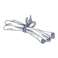 Cinnamon sticks tied with a jute rope with a bow. Graphic illustration hand drawn in black ink. Isolated element EPS . vector