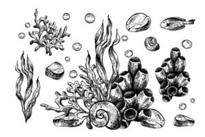 Underwater world clipart with sea animals, shells, coral, sponge and algae. Graphic illustration hand drawn in black ink. Set of isolated objects EPS . vector