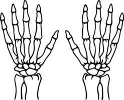 Two hands with bones on them vector
