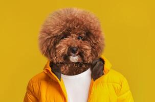 A fluffy dog with a distinctive coat is dressed in a vibrant yellow jacket, enhancing its playful personality. The solid yellow background complements the dog's cheerful appearance photo