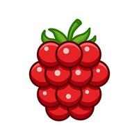 fresh raspberry fruit illustration vector