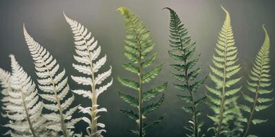 Ferns on a grey background photo