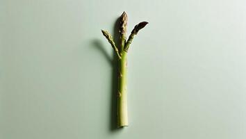 A Single Asparagus Spear with Green Shoots on a Mint Green Background. photo