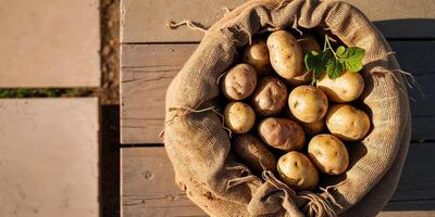 Freshly Harvested Potatoes Gathered In A Burlap Sack Under Soft Morning Light. photo