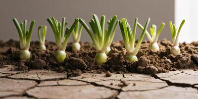 macro shot of onion sprouts breaking through soil. photo