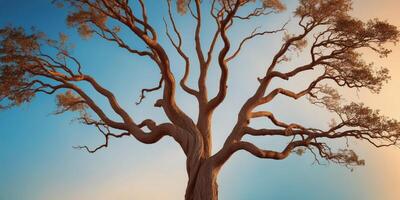 Tree through with looking trees over soaring surrounding edge. photo