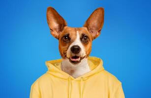 A small, brown and white dog with large, erect ears wears a yellow hoodie and smiles at the camera against a blue background. photo