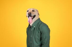 A cheerful dog stands upright, wearing a green shirt that contrasts with a vibrant yellow background. Its tongue hangs out playfully, adding to its lively expression photo