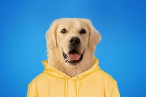 A cheerful golden retriever is dressed in a yellow hoodie, showcasing its playful personality. The bright blue background accentuates the dog's joyful expression and fluffy coat photo