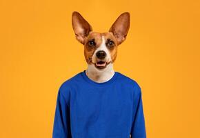A brown and white dog with large ears is wearing a blue sweatshirt and is looking directly at the camera with its tongue sticking out. The dog is standing in front of a solid yellow background. photo
