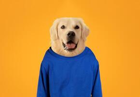 A friendly golden retriever stands proudly while wearing a vibrant blue sweater. The dog has a cheerful expression, showcasing its playful nature against a striking orange backdrop. photo