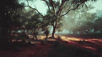 Sun Shines Through Trees in Forest video