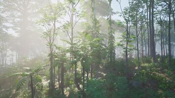 Sunlight Filtering Through Trees in Forest video