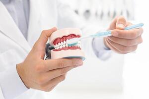Hands of dentist doctor showing how to brush teeth using jaw model, cropped photo
