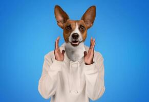 A cheerful brown and white dog, dressed in a cozy hoodie, stands in front of a vibrant blue background. The dog appears playful, with paws raised as if expressing excitement or curiosity. photo