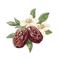 Dates and flowers on a white background vector
