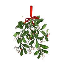 A mistletoe with berries and red ribbon vector