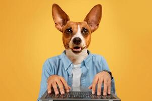 A dog with large ears is dressed in a blue shirt and is sitting at a desk using a laptop. The dog has a happy expression on its face and is looking directly at the viewer. The background is yellow. photo