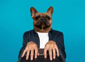 A French Bulldog, wearing a white undershirt and blue button-up shirt, is sitting in front of a laptop and typing on the keyboard. The dog has a serious expression, as though focused on its work. photo