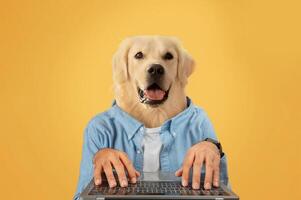 A cheerful golden retriever appears to be typing on a laptop while wearing a blue button-up shirt. The backdrop features a bright yellow color, enhancing the playful atmosphere photo