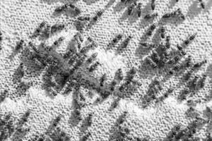 Abstract hexagon structure is honeycomb from bee hive filled photo