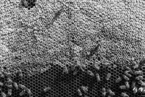 Abstract hexagon structure is honeycomb from bee hive filled photo