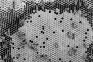 Abstract hexagon structure is honeycomb from bee hive filled photo