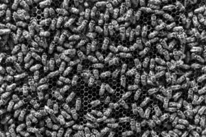 Abstract hexagon structure is honeycomb from bee hive filled photo