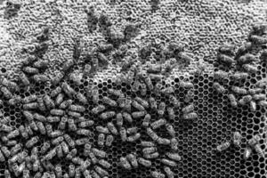 Abstract hexagon structure is honeycomb from bee hive filled photo