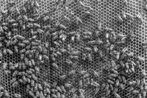 Abstract hexagon structure is honeycomb from bee hive filled photo
