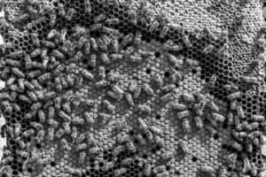 Abstract hexagon structure is honeycomb from bee hive filled photo