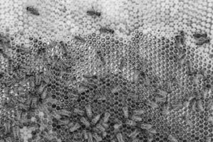 Abstract hexagon structure is honeycomb from bee hive filled photo