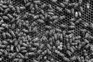 Abstract hexagon structure is honeycomb from bee hive filled photo