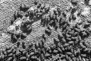 Abstract hexagon structure is honeycomb from bee hive filled photo