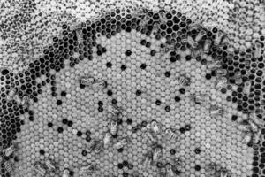 Abstract hexagon structure is honeycomb from bee hive filled photo
