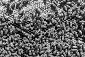 Abstract hexagon structure is honeycomb from bee hive filled photo