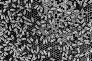 Abstract hexagon structure is honeycomb from bee hive filled photo