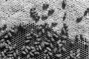 Abstract hexagon structure is honeycomb from bee hive filled photo