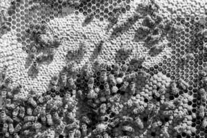 Abstract hexagon structure is honeycomb from bee hive filled photo