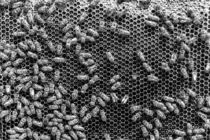Abstract hexagon structure is honeycomb from bee hive filled photo