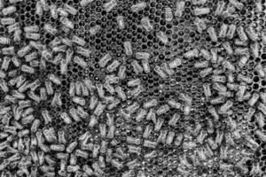 Abstract hexagon structure is honeycomb from bee hive filled photo