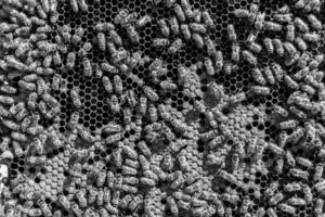 Abstract hexagon structure is honeycomb from bee hive filled photo